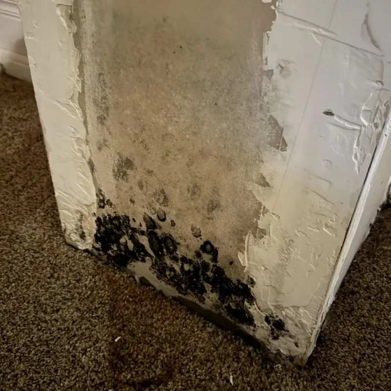 Professional Mold Removal in Byram, CT